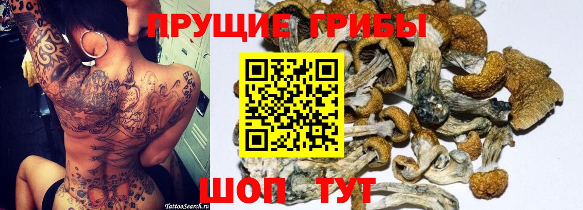 Галлюциногенные грибы Psilocybe Хасавюрт
